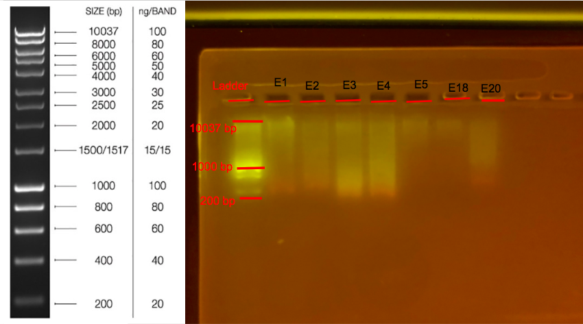1/28/19 Gel 01-28-19_practice_Gel