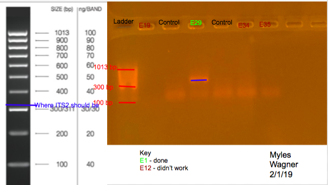 2/8/19 ITS2 Gel 02-08-19_ITS2_Gel