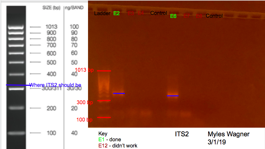 2/25/19 ITS2 Gel 02-25-19_ITS2_Gel