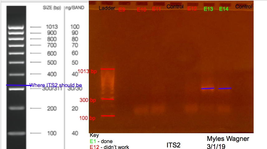 03-01-19_ITS2_Gel