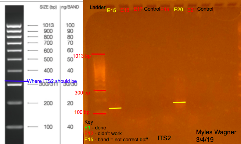 3/4/19 ITS2 Gel 03-04-19_ITS2_Gel