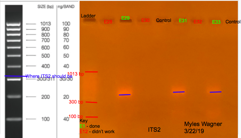 03-22-19_ITS2_Gel