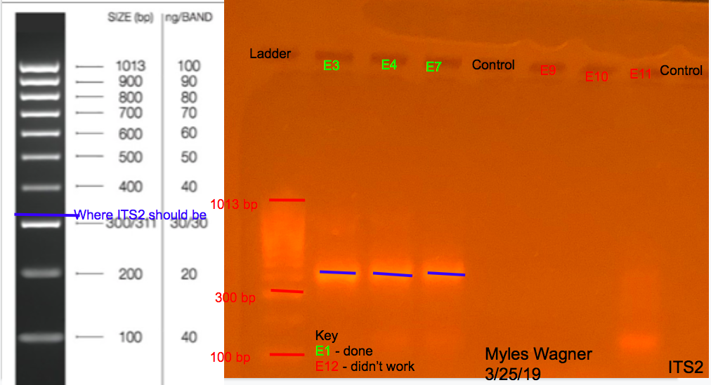 3/25/19 ITS2 Gel 03-25-19_ITS2_Gel