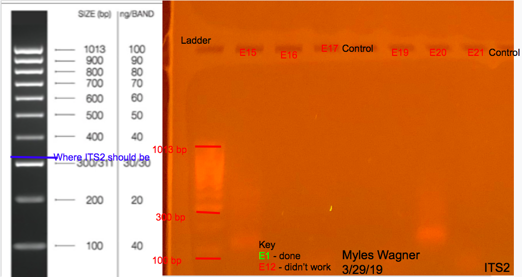 03-29-19_ITS2_Gel