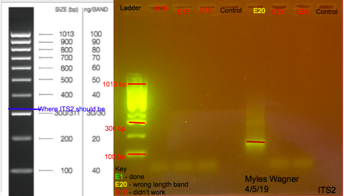 04-05-19_ITS2_Gel