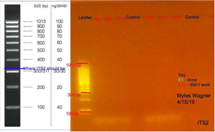 04-15-19_ITS2_Gel