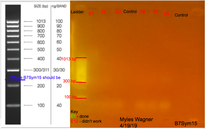 4/19/19 B7Sym15 Gel 04-19-19_B7Sym15_Gel