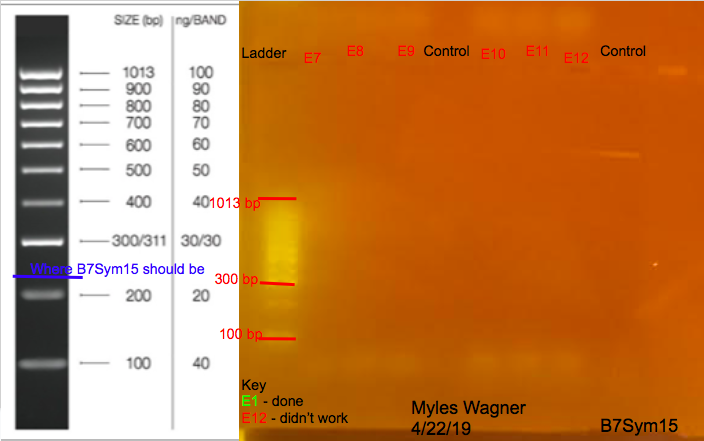 04-22-19_B7Sym15_Gel