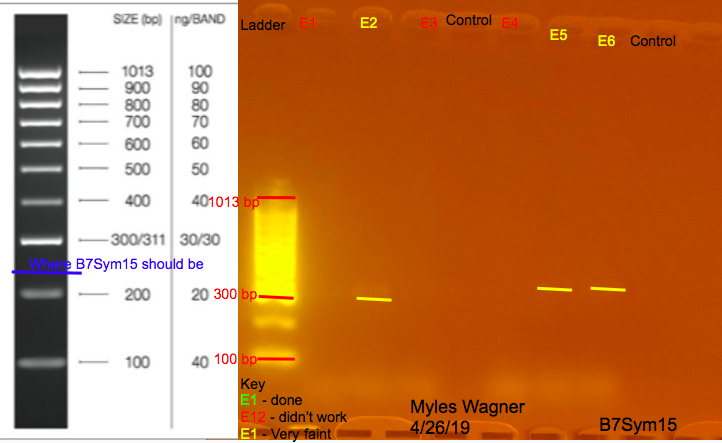 04-26-19_B7Sym15_Gel