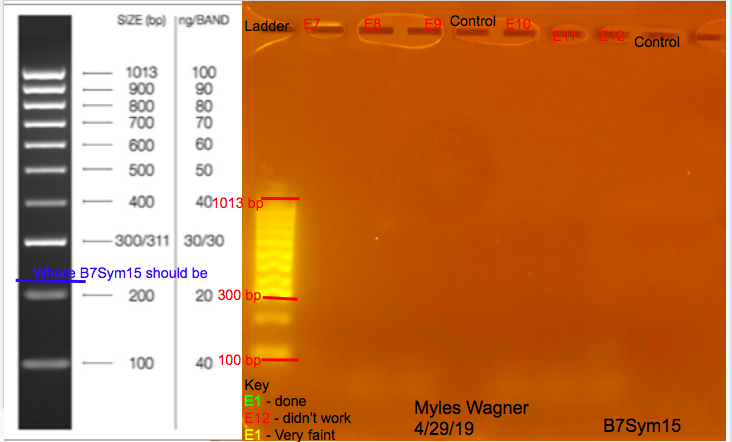 04-29-19_B7Sym15_Gel