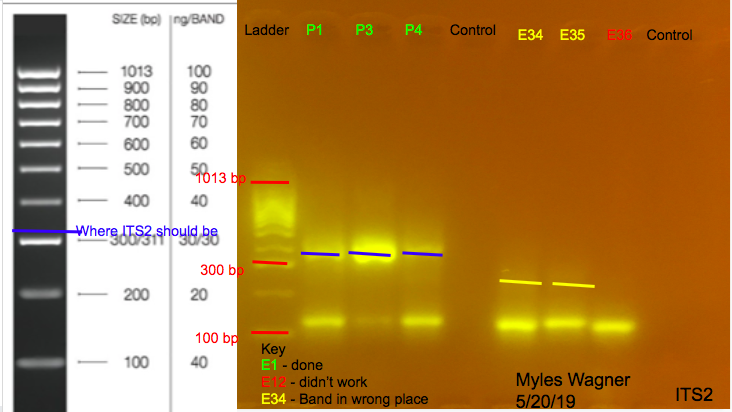 05-20-19_ITS2_Gel