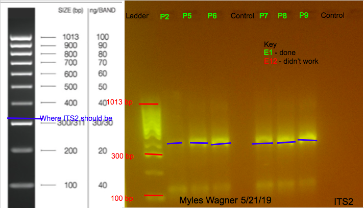 05-21-19_ITS2_Gel1
