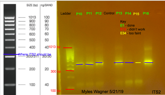 05-21-19_ITS2_Gel2