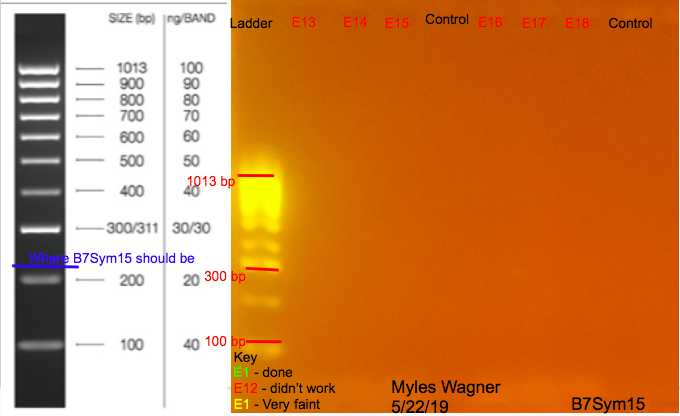 05-22-19_B7Sym15_Gel1