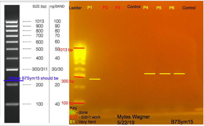 05-22-19_B7Sym15_Gel2