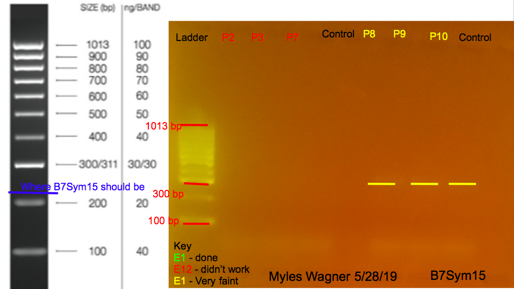 05-28-19_B7Sym15_Gel1