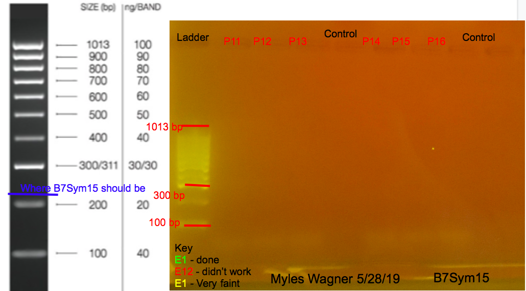 05-28-19_B7Sym15_Gel2