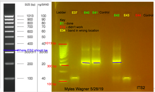 05-28-19_ITS2_Gel1