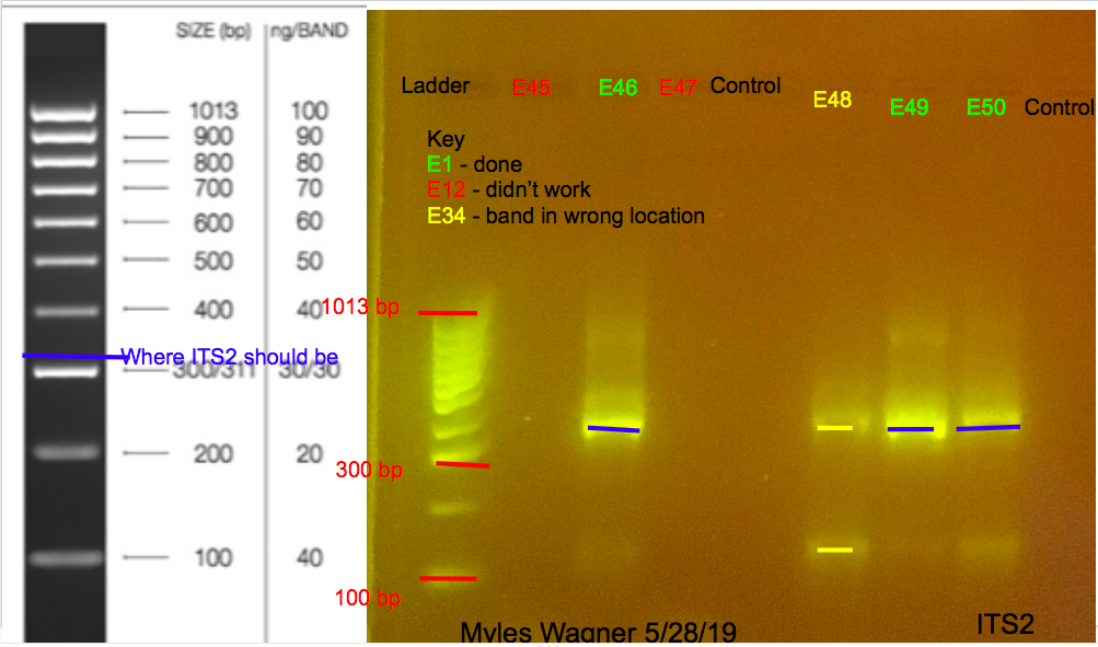 05-28-19_ITS2_Gel2