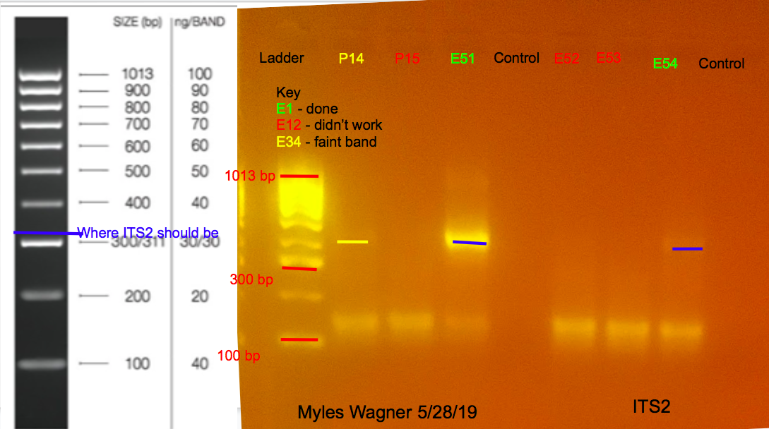 05-28-19_ITS2_Gel3