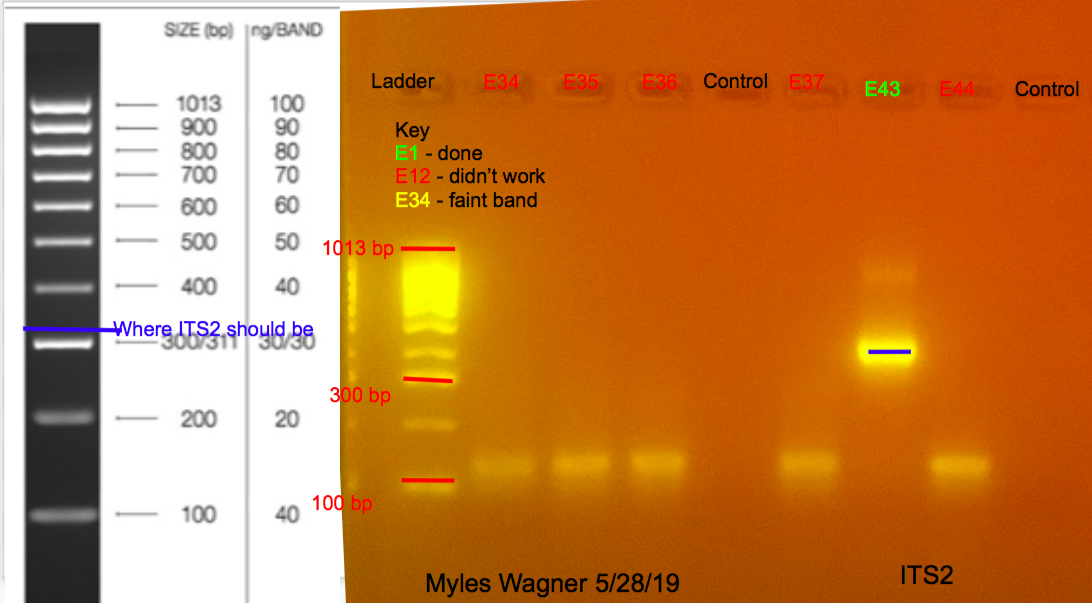 05-28-19_ITS2_Gel4
