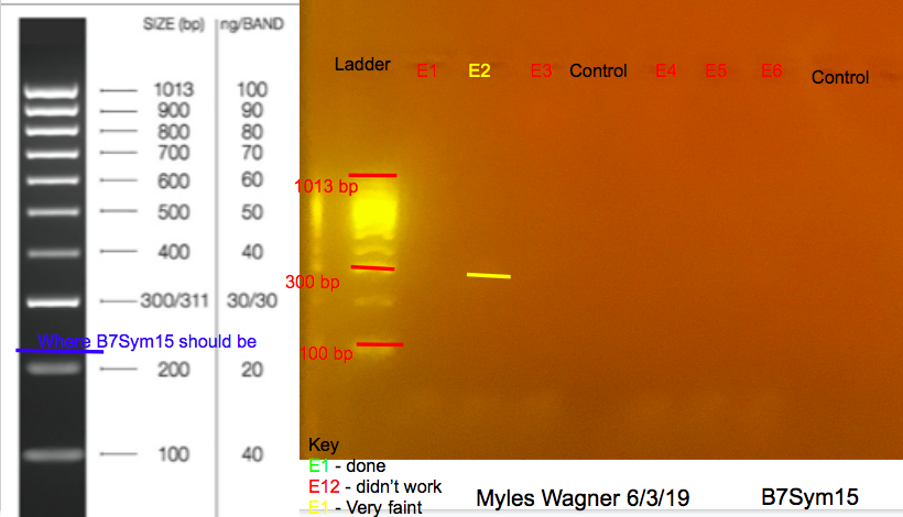 06-03-19_B7Sym15_Gel2