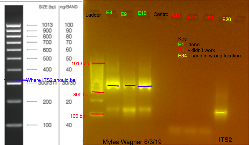 06-03-19_ITS2_Gel1