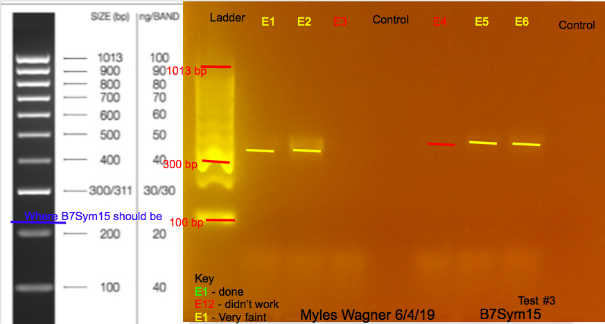 06-04-19_B7Sym15_Gel3