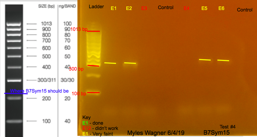 6/4/19 B7Sym15 Gel #4 06-04-19_B7Sym15_Gel4