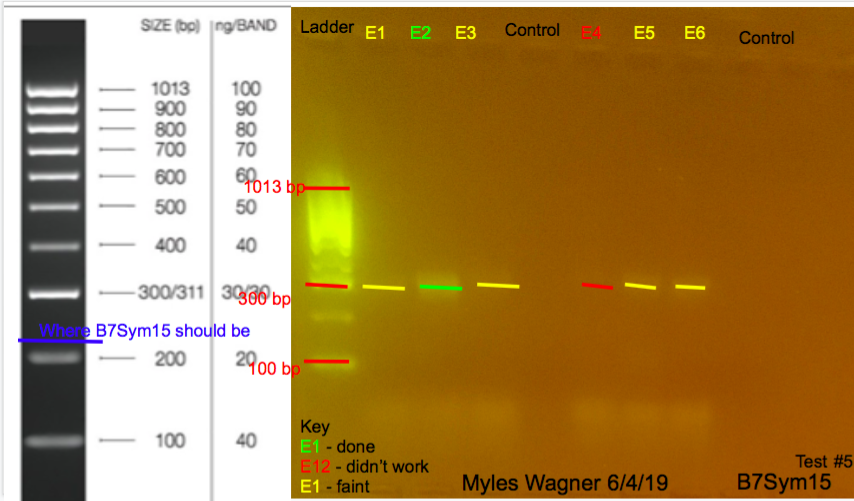 06-04-19_B7Sym15_Gel5