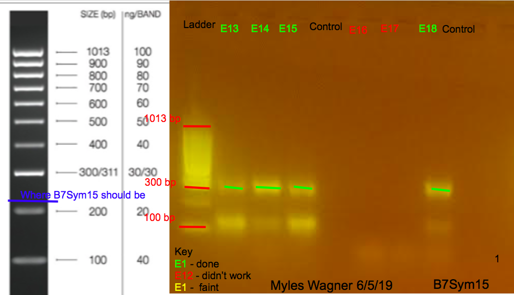 06-05-19_B7Sym15_Gel1