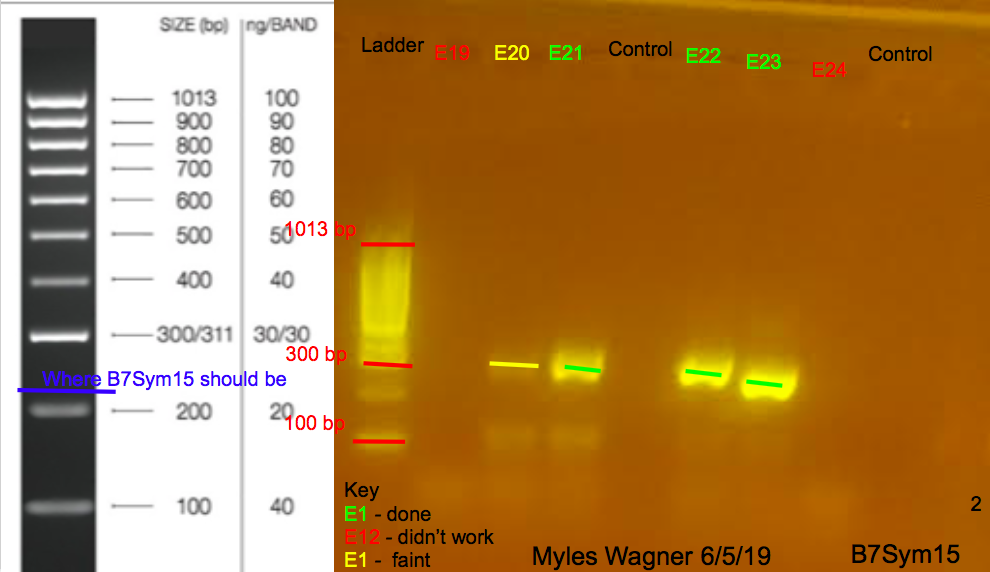 6/5/19 B7Sym15 Gel #2 06-05-19_B7Sym15_Gel2