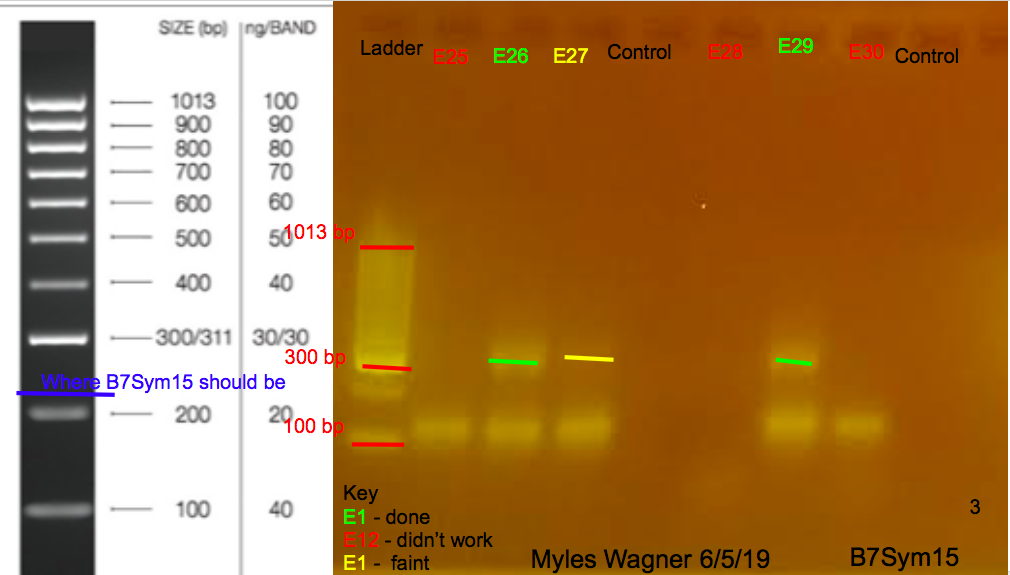 06-05-19_B7Sym15_Gel3