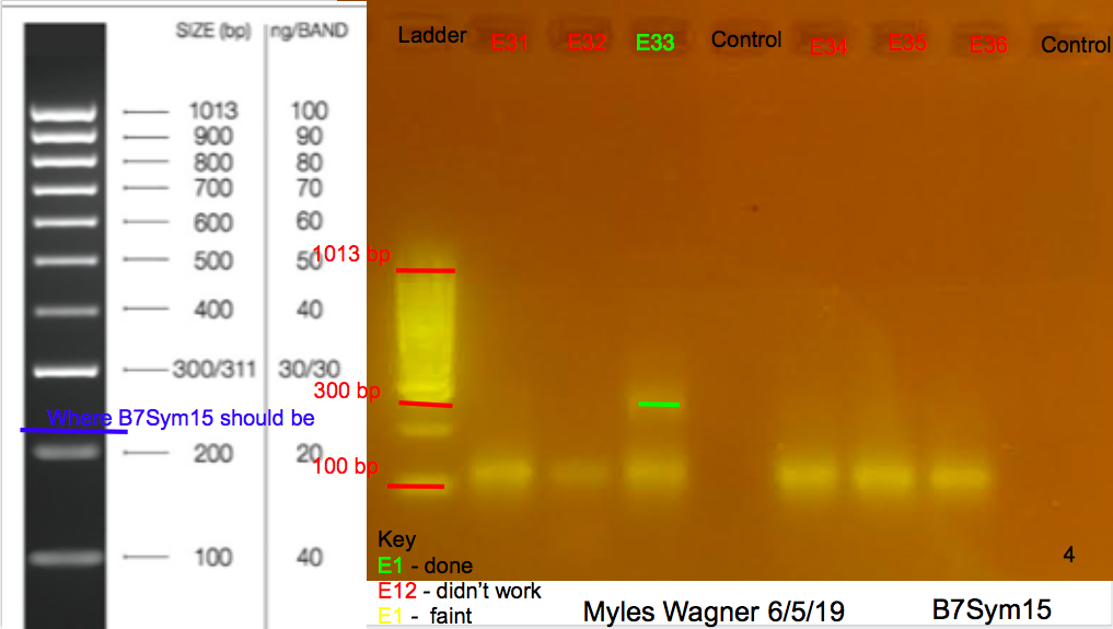 6/5/19 B7Sym15 Gel #4 06-05-19_B7Sym15_Gel4
