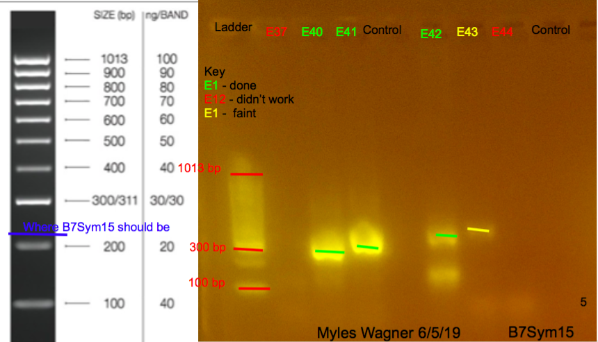 06-05-19_B7Sym15_Gel5