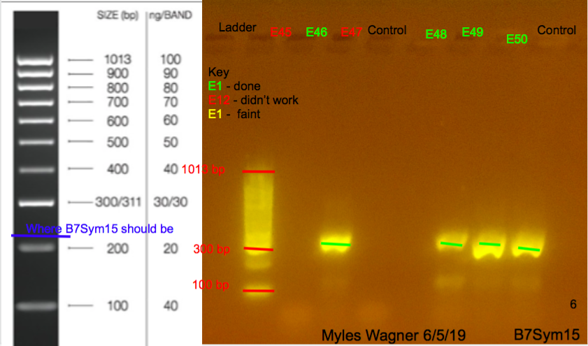 6/5/19 B7Sym15 Gel #6 06-05-19_B7Sym15_Gel6