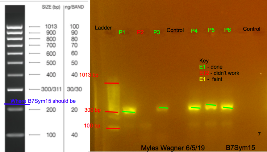06-05-19_B7Sym15_Gel7