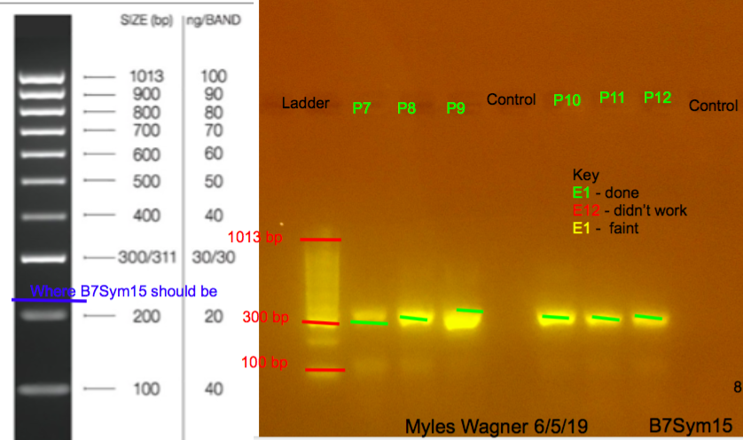 6/5/19 B7Sym15 Gel #8 06-05-19_B7Sym15_Gel8