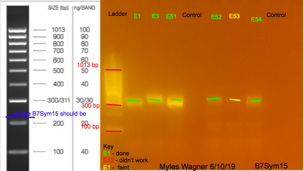 06-10-19_B7Sym15_Gel1
