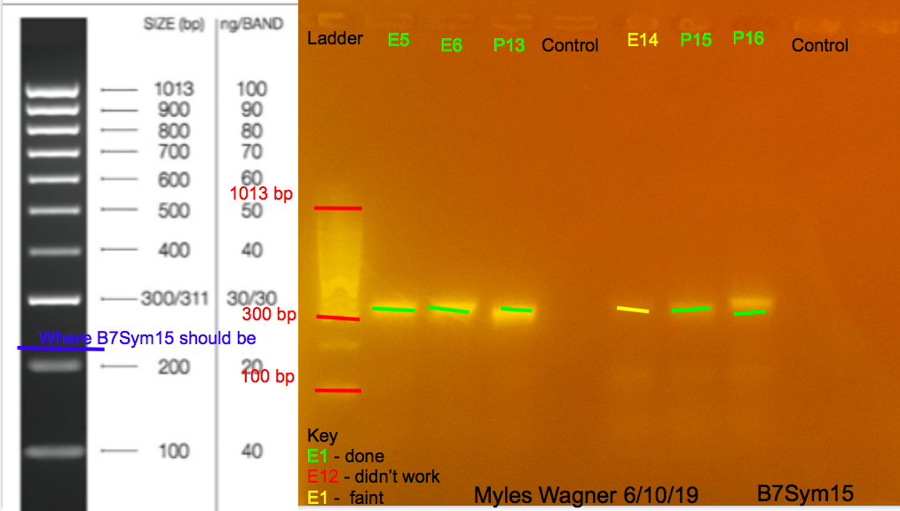 6/10/19 B7Sym15 Gel #2 06-10-19_B7Sym15_Gel2