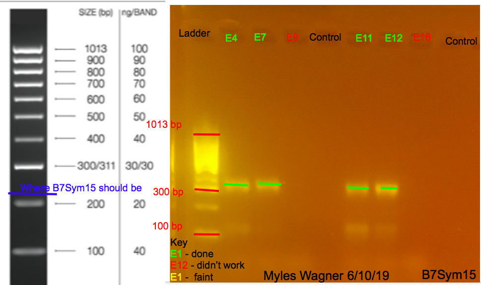 06-10-19_B7Sym15_Gel3