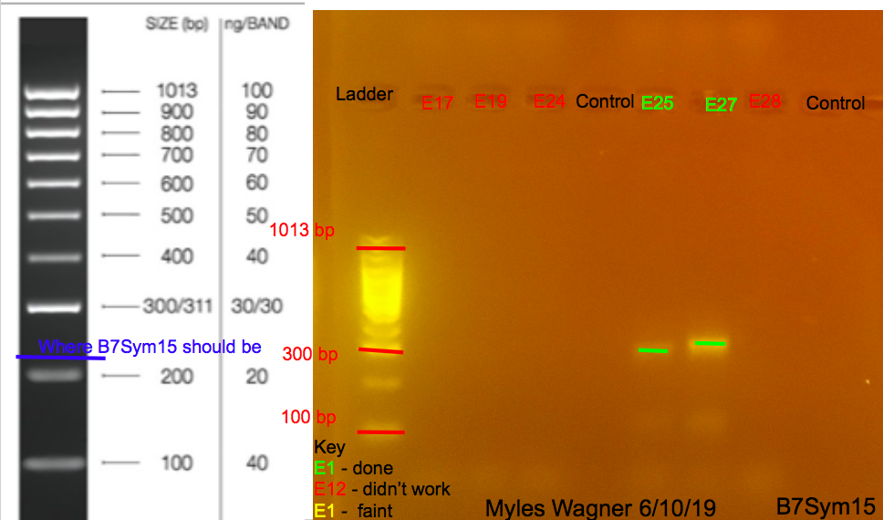 6/10/19 B7Sym15 Gel #4 06-10-19_B7Sym15_Gel4