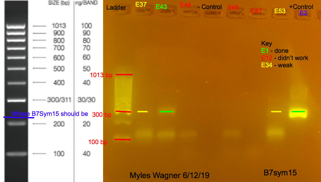 6/12/19 B7Sym15 Gel #2 06-12-19_B7Sym15_Gel2