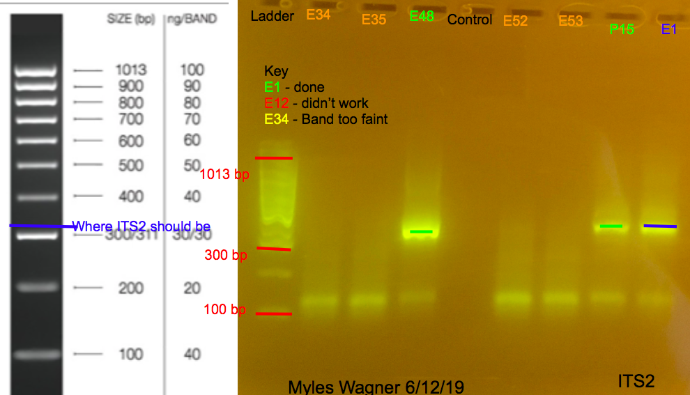 06-12-19_ITS2_Gel4