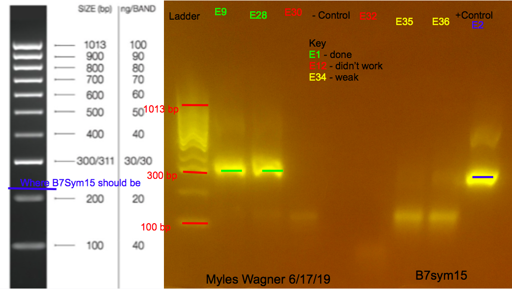 06-17-19_B7Sym15_Gel1