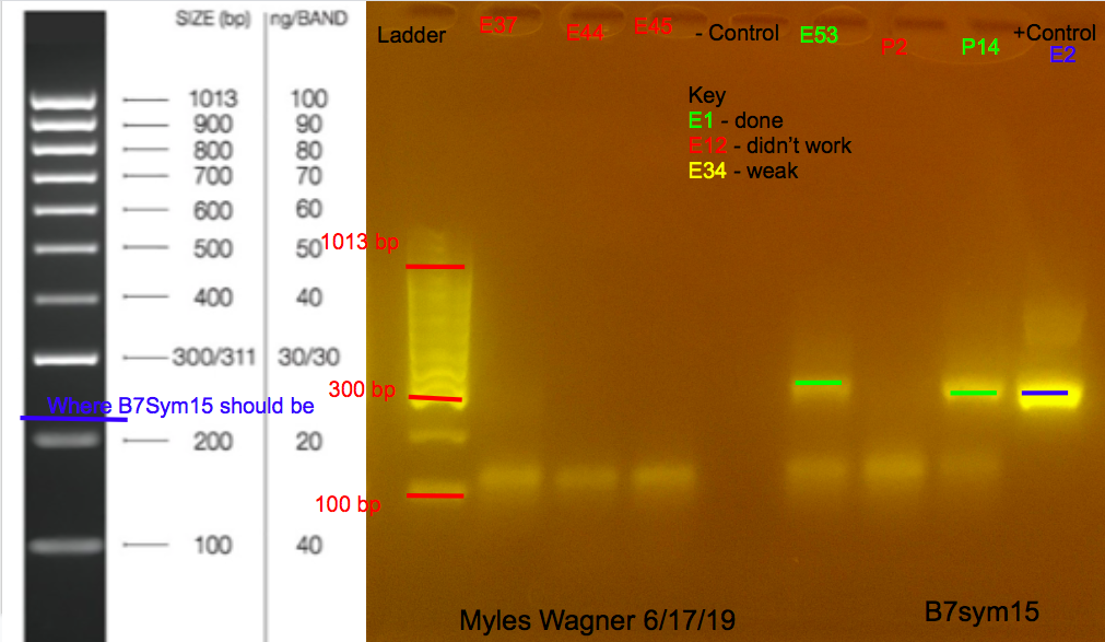 6/17/19 B7Sym15 Gel #2 06-17-19_B7Sym15_Gel2