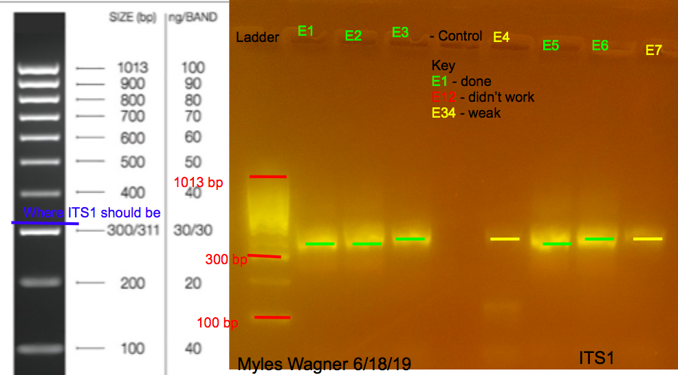 06-18-19_ITS1_Gel1