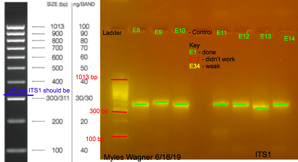 06-18-19_ITS1_Gel2