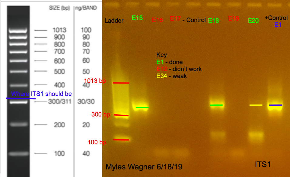 06-18-19_ITS1_Gel3
