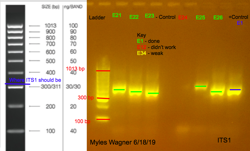 06-18-19_ITS1_Gel4